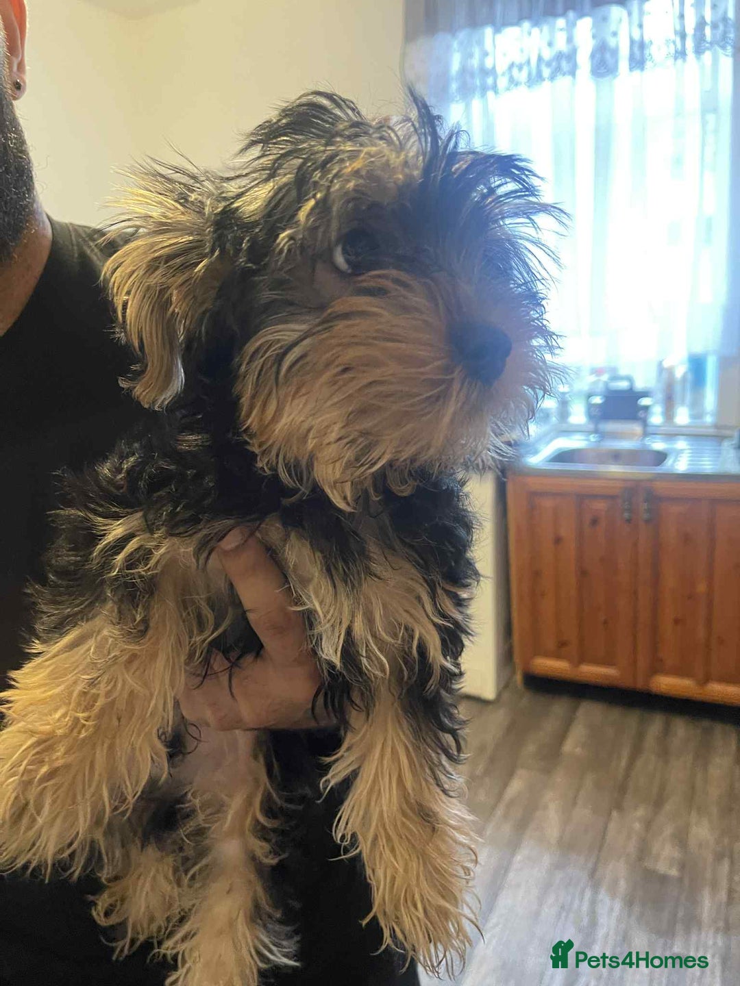 Yorkshire Terrier dogs for sale: Maxi yorkshire terrier  - Image 4