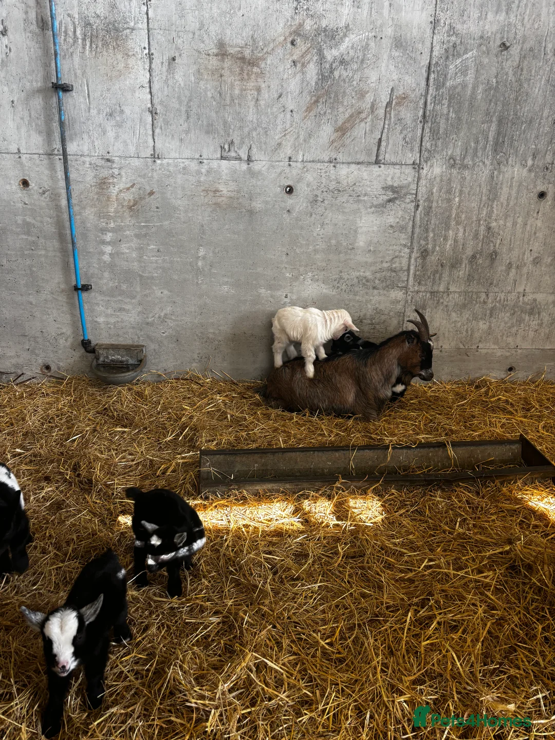 Goats livestock for sale: Gorgeous Pygmy Goats - Ready from mid April  - Advert 2