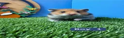 Hamster rodents for sale: Baby Syrian Hamsters Males Females Pedigree - Advert 11