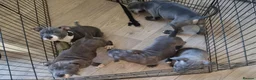 Staffordshire Bull Terrier dogs for sale: Blue staff pups  in Belfast - Advert 5