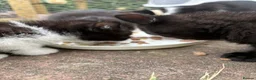 Mixed Breed cats for sale: Five Loving Kittens Ready for Forever Homes - Advert 9