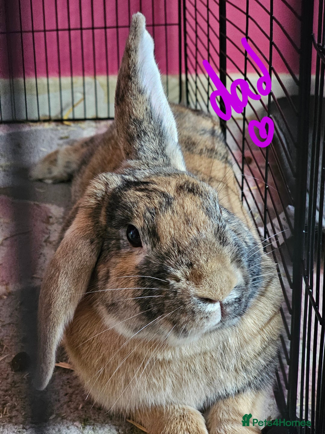 Harlequin rabbits for sale: URGENT 3 bunnies needing rehome 🫶♥️ - Advert 13