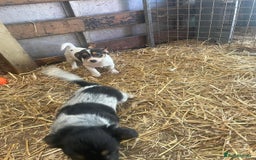 Jack Russell dogs for sale: Jack Russell puppies - Image 2
