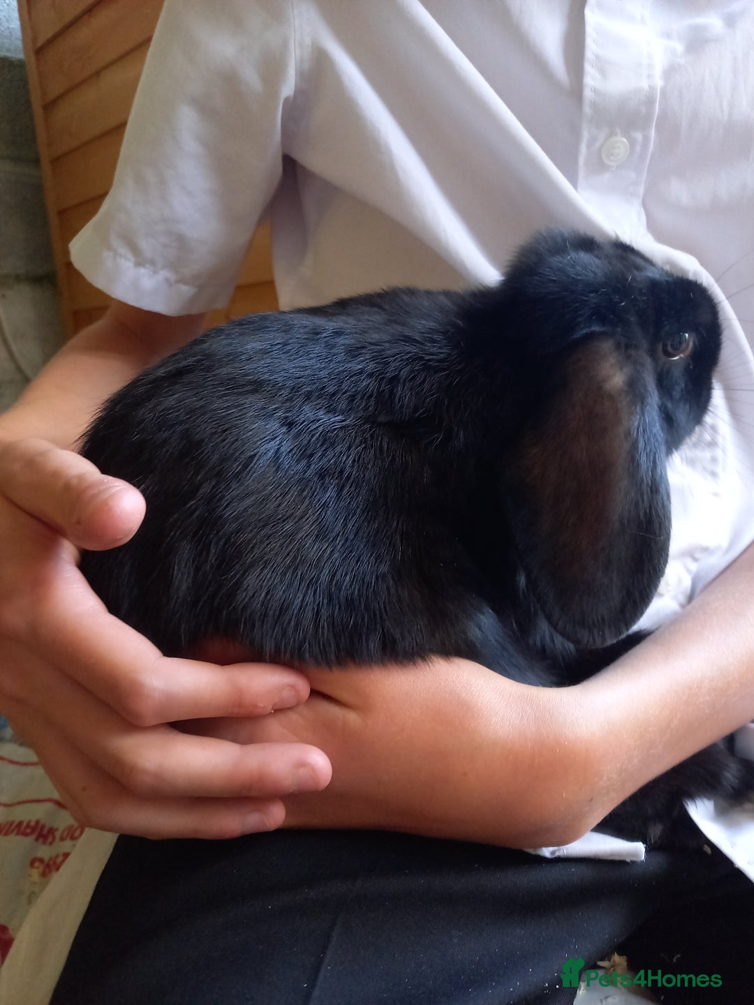 Mini Lop rabbits for sale: Mini lops  - Image 6