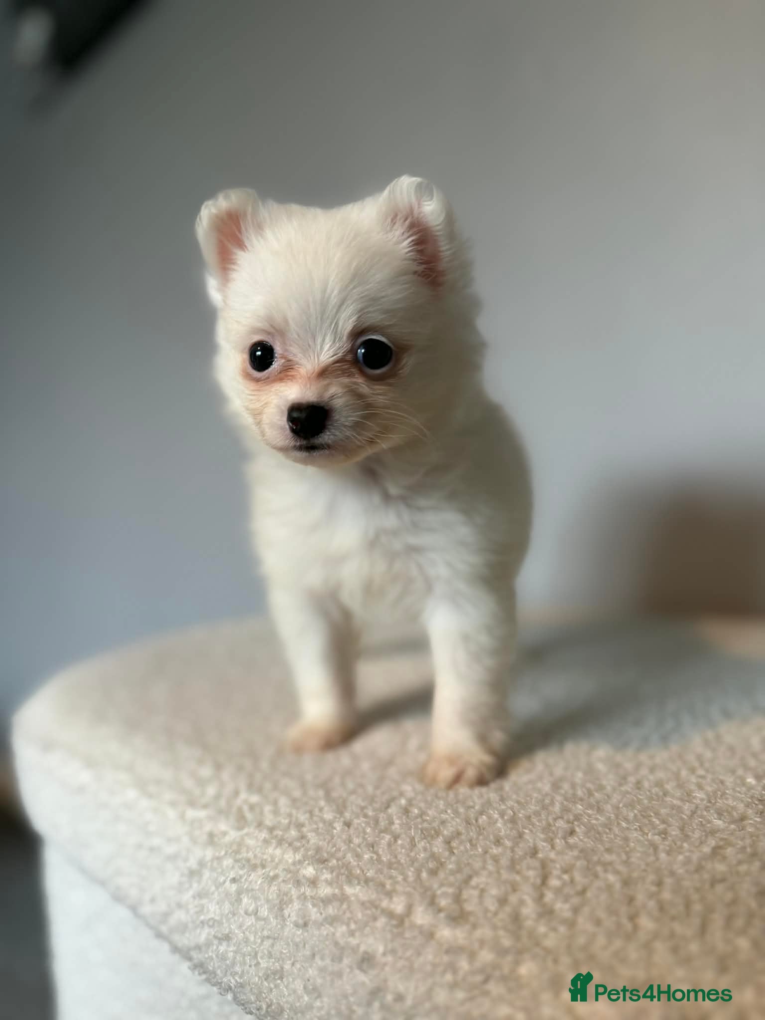 Pomeranian dogs Beautiful Pomeranian  - Advert 5