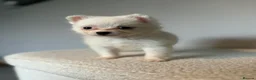 Pomeranian dogs for sale: Beautiful Pomeranian  - Advert 1