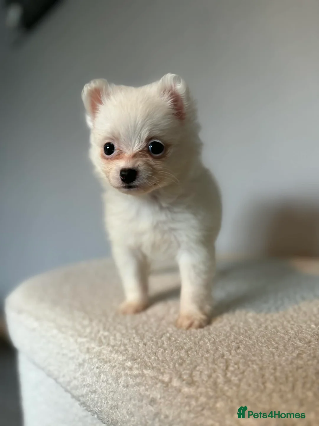Pomeranian dogs for sale: Beautiful Pomeranian  - Advert 1