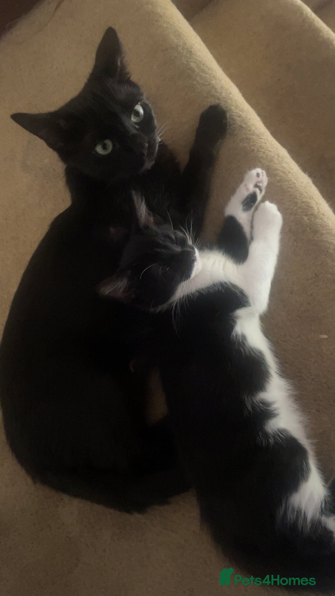 Mixed Breed cats for sale: 2 Kittens for sale!!! one girl, one boy - Image 5