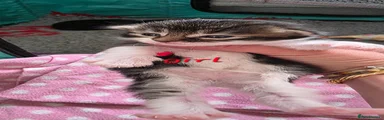Mixed Breed Kitten 9