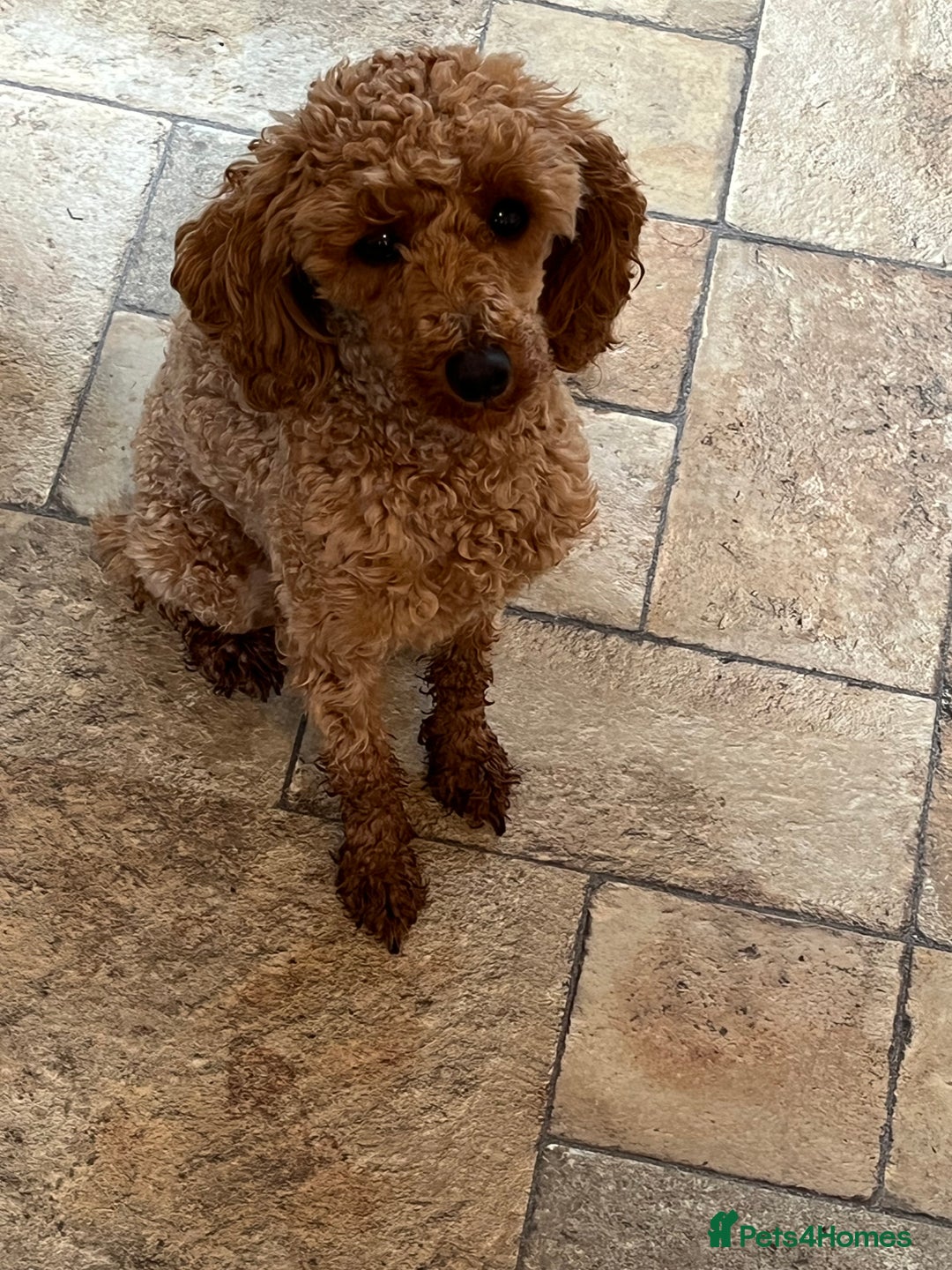 Toy Poodle dogs for sale: Red toy poodle  - Image 1