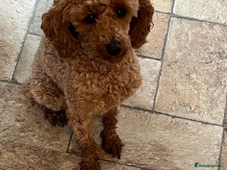 Toy Poodle dogs - Advert 5