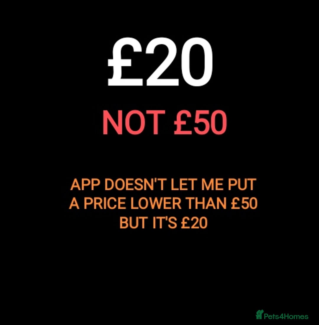 Siberian cats for sale: 1 TUXEDO kitten for sale ♀️ - Image 2