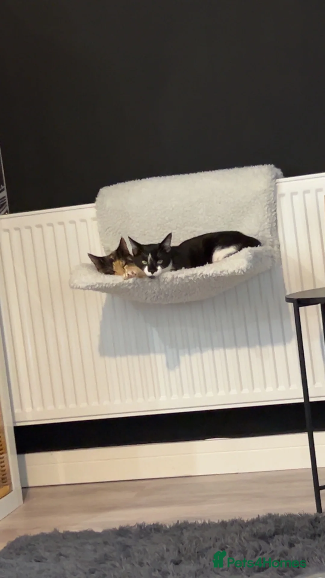 Mixed Breed cats for sale: URGENT REHOMING FEMALE CAT COOKIE//black and white in Brighton - Advert 2