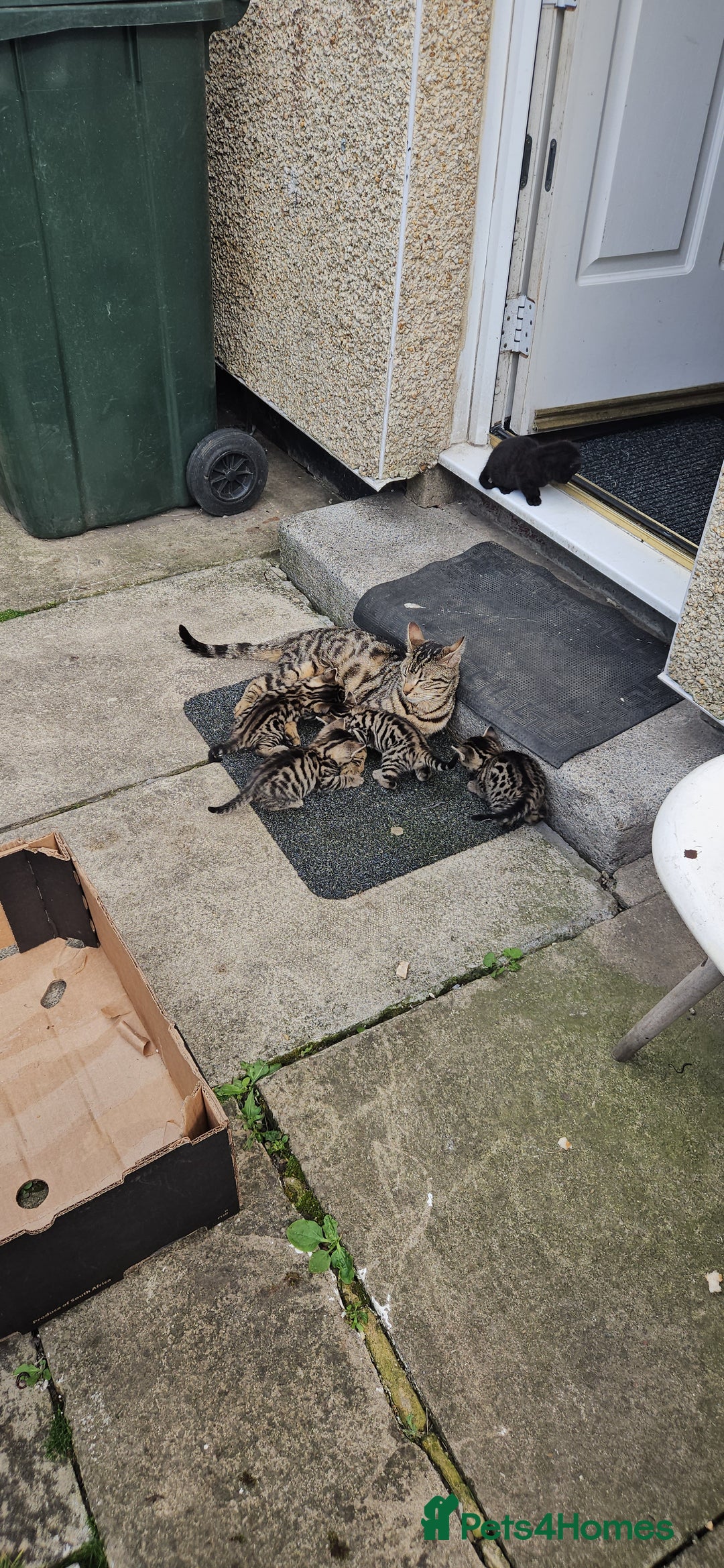 Bengal cats for sale: Mix breed Bengal + Tabby - Image 9