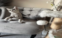 British Shorthair cats for sale: SILVER TABBIES - Registered & Full Pedigree - Image 38