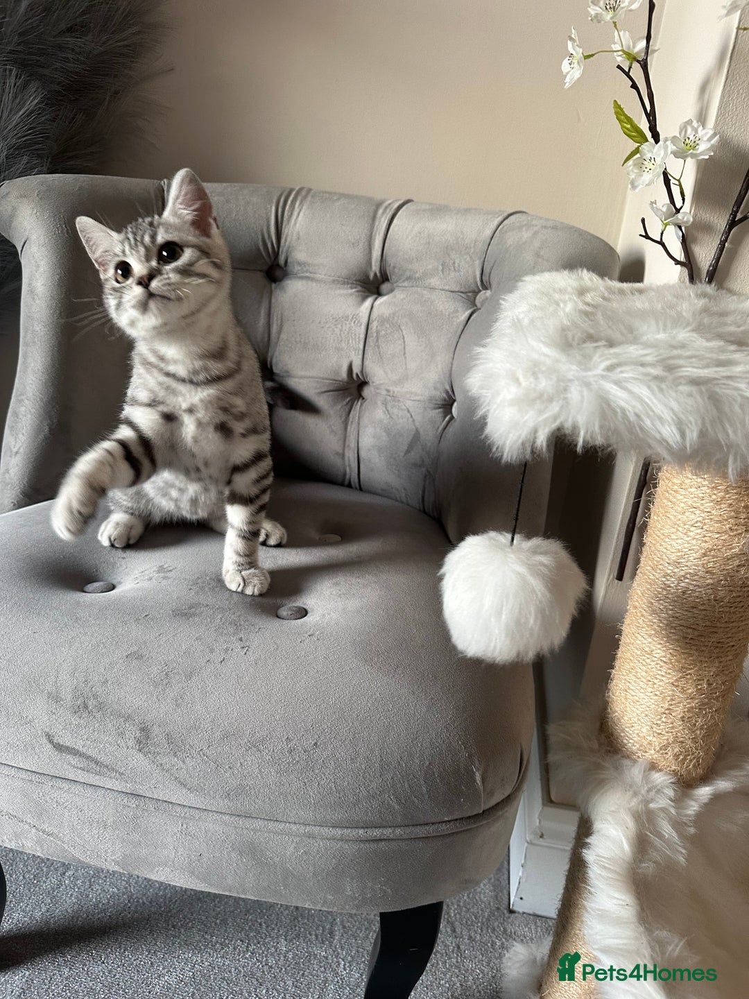 British Shorthair cats for sale: SILVER TABBIES - Registered & Full Pedigree - Image 38