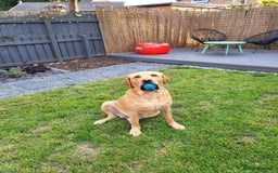 Labrador Retriever dogs for stud: Amazing Yellow Boy - Image 3