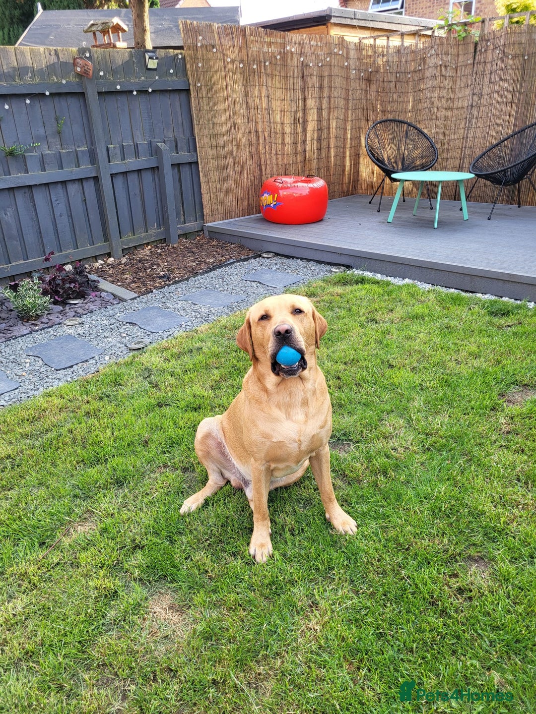 Labrador Retriever dogs for stud: Amazing Yellow Boy - Image 3