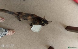 Mixed Breed cats for sale: Kittens - Image 6