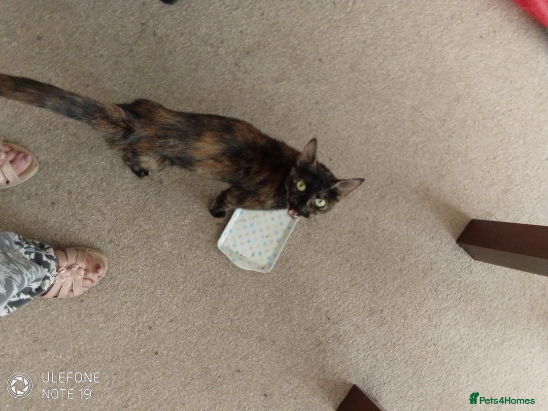 Mixed Breed cats for sale: Kittens - Image 6