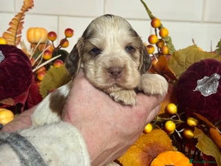 Cocker Spaniel dogs 4 gorgeous show type cocker spaniel dna clear - Advert 16