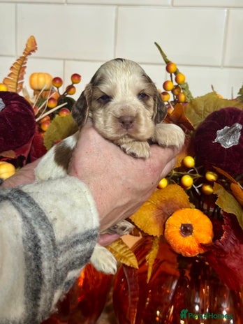 Cocker Spaniel dogs 4 gorgeous show type cocker spaniel dna clear - Advert 2