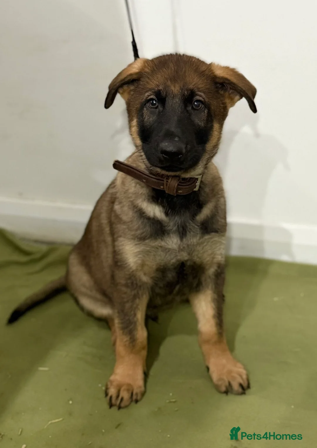 German Shepherd dogs for sale: DDR Working Line GSD Puppies Rare Working Lines - Advert 39