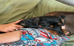 Miniature Dachshund dogs for sale: Miniature Dachshund  - Image 5