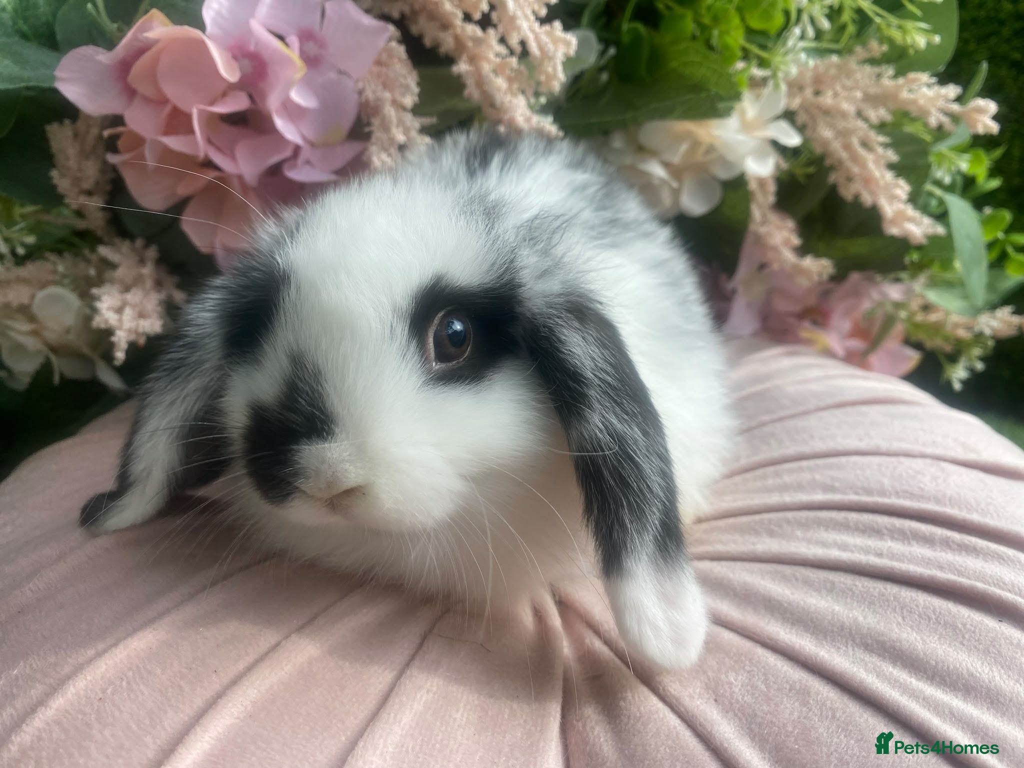 Mini Lop rabbits Mini lop  ready now - Advert 17