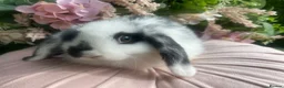 Mini Lop rabbits for sale: Mini lop  ready now - Advert 1