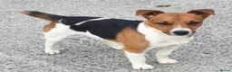 Jack Russell dogs for sale: 2 Jack Russel puppies wanting loving homes. - Advert 3