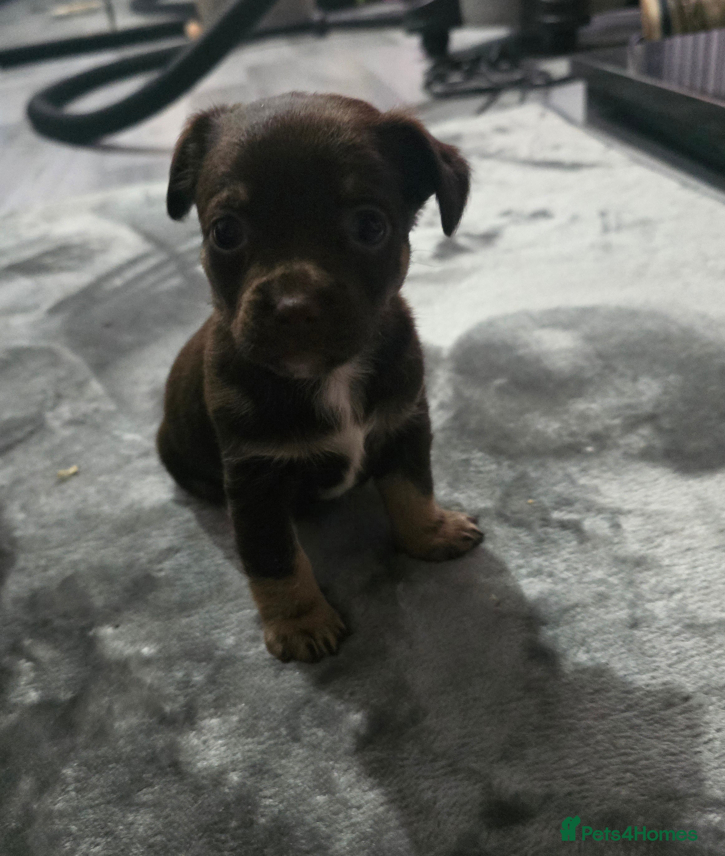 Mixed Breed dogs jack russell x chihuahua pups - Advert 1