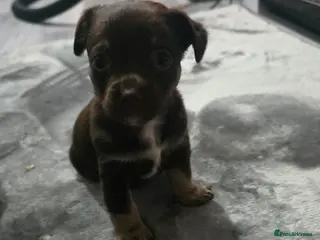 Mixed Breed dogs jack russell x chihuahua pups - Advert 1