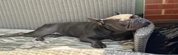 French Bulldog dogs for sale: Brooklyn Is Looking for Her Loving Forever Home 🐾 - Advert 2