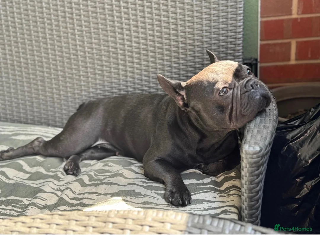 French Bulldog dogs for sale: Brooklyn Is Looking for Her Loving Forever Home 🐾 - Advert 2