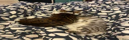 Bengal cats for sale: Bangal cat in London - Advert 2