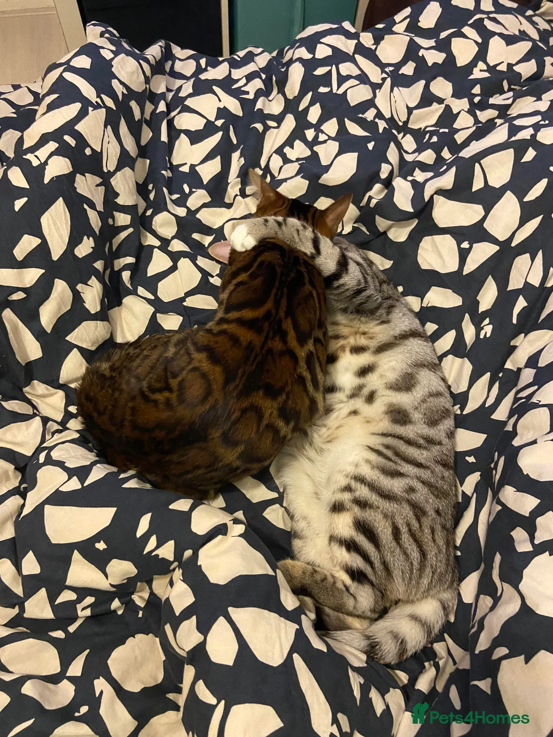 Bengal cats for sale: Bangal cat in London - Advert 2