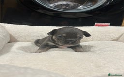 French Bulldog dogs for sale: 5⭐️ french bulldog pups 🐾 - Image 20