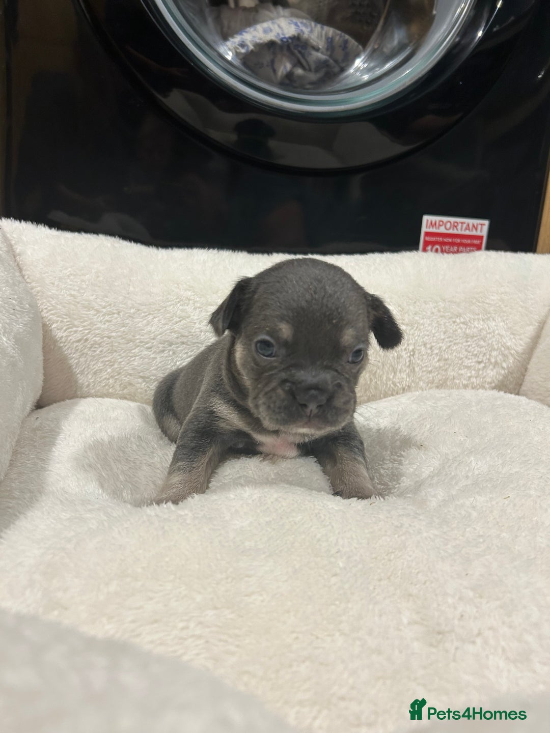 French Bulldog dogs for sale: 5⭐️ french bulldog pups 🐾 - Image 20