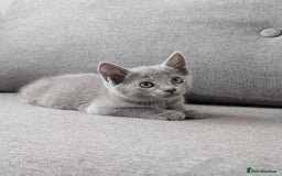 Russian Blue cats for sale: Russian blue babies looking for FOREVER homes - Image 34