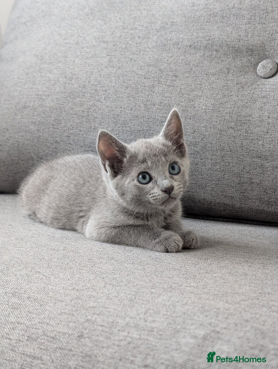 Russian Blue cats for sale: Russian blue babies looking for FOREVER homes - Image 34