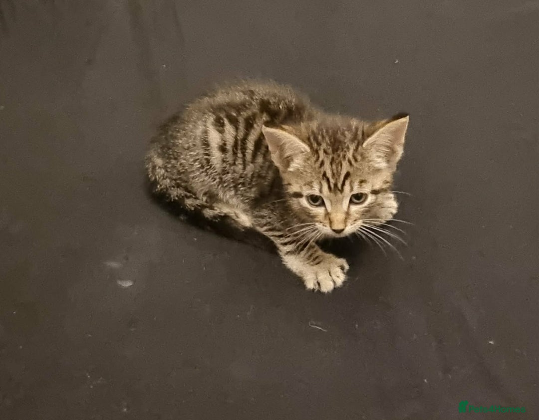 Mixed Breed cats for sale: Bangal Cross kittens  - Advert 3