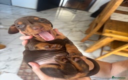 Dachshund dogs for sale: Dachshund Puppies for sale  - Image 3