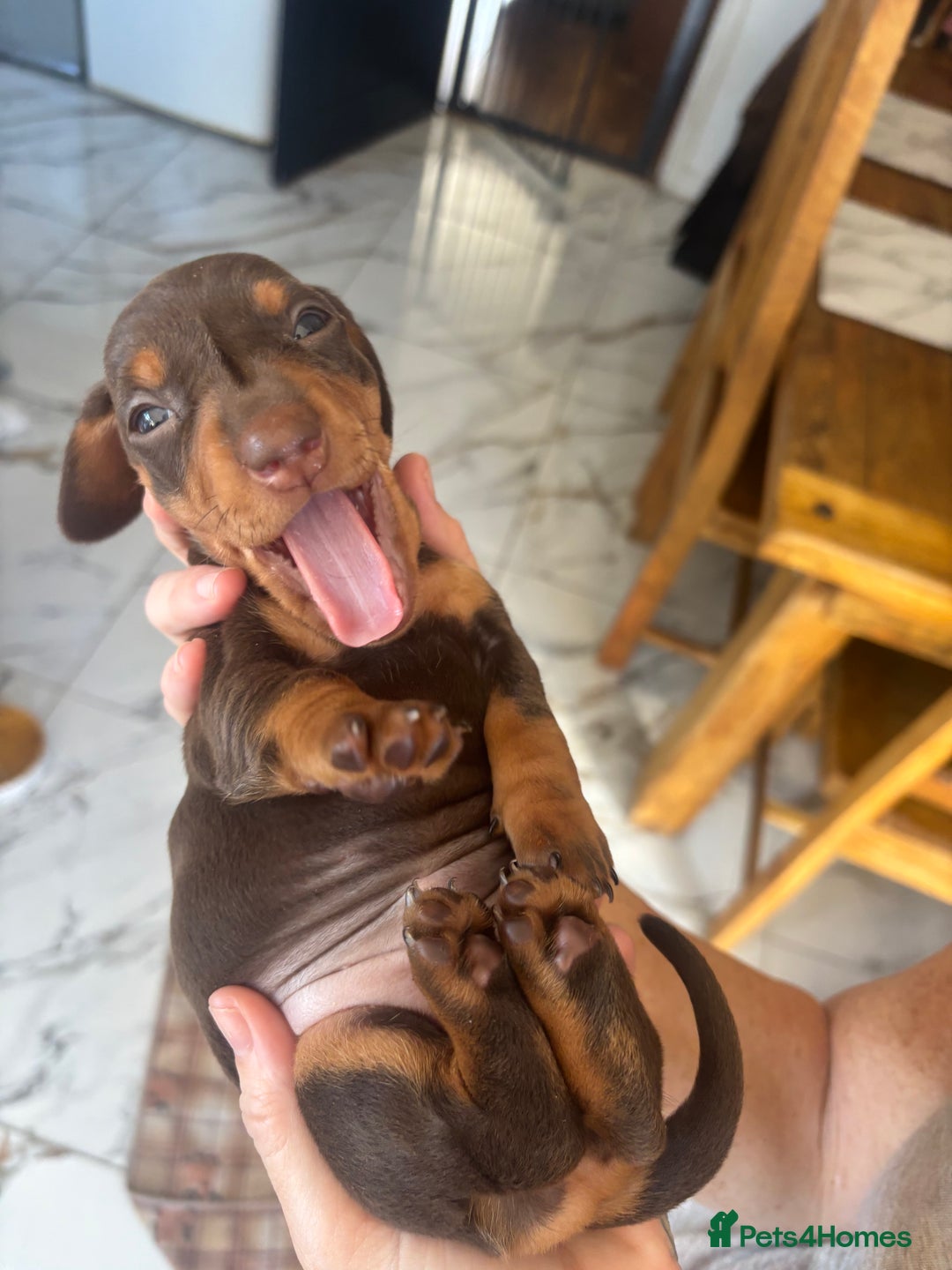 Dachshund dogs for sale: Dachshund Puppies for sale  - Image 3
