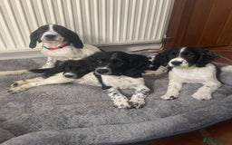 English Springer Spaniel dogs for sale: Beautiful English Springer Spaniels - Image 2