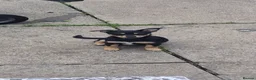 Jack Chi dogs for sale: Jackchi x terrier  - Advert 5