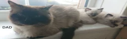 Ragdoll cats for sale: 100% RAGDOLL Kittens😻😽😺 - Advert 7