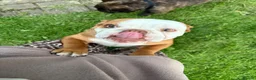 English Bulldog dogs for sale: English bulldog  - Advert 3