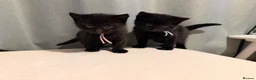 Mixed Breed cats for sale: Kittens available  - Advert 4