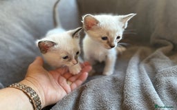 Ragdoll cats for sale: Ragdoll X Siamese - Image 8